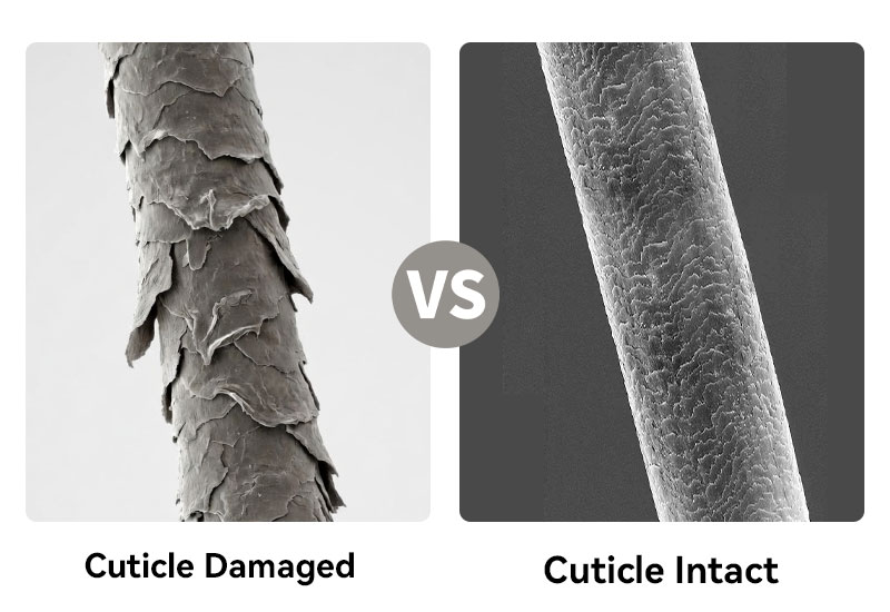 Cuticle Damaged vs Cuticle Intact